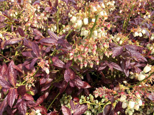 Picture of Vaccinium